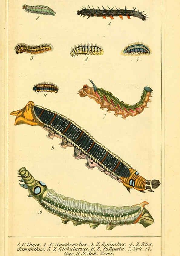 Reproducción/Reproduction 6029445499: Chronologischer Raupenkalender, oder, Naturgeschichte der europäischen Raupen Berlin :Im Verlage von Theodor Bade,1837