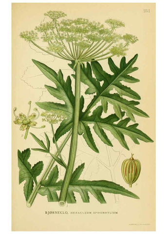 Reproducción/Reproduction 6029406112: Billeder af nordens flora. v.1 København,G.E.C. Gad's forlag,1917-1927