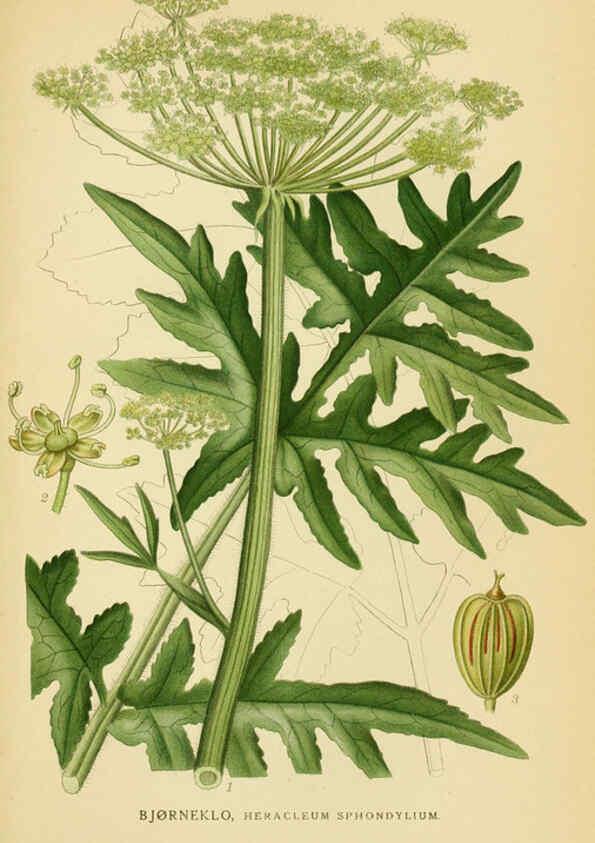 Reproducción/Reproduction 6029406112: Billeder af nordens flora. v.1 København,G.E.C. Gad's forlag,1917-1927