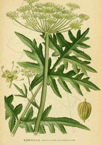 Reproducción/Reproduction 6029406112: Billeder af nordens flora. v.1 København,G.E.C. Gad's forlag,1917-1927