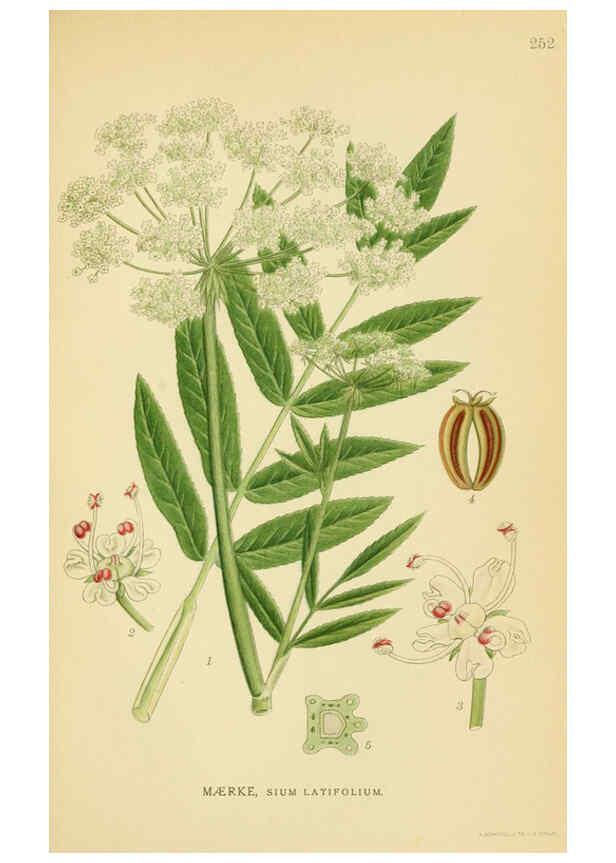 Reproducción/Reproduction 6028853761: Billeder af nordens flora. v.1 København,G.E.C. Gad's forlag,1917-1927
