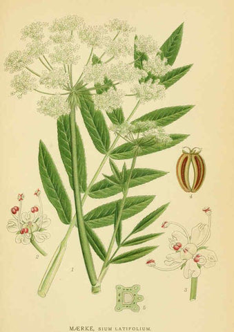 Reproducción/Reproduction 6028853761: Billeder af nordens flora. v.1 København,G.E.C. Gad's forlag,1917-1927