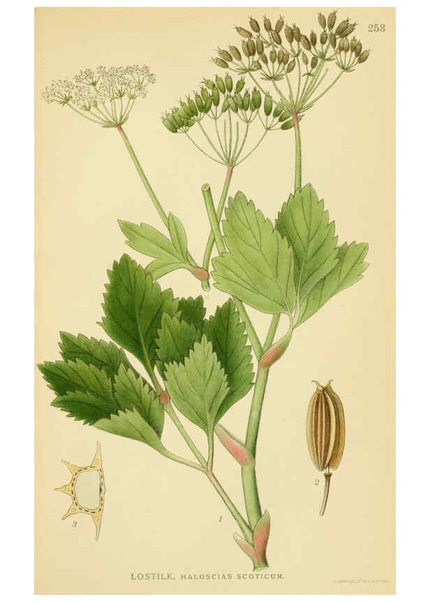 Reproducción/Reproduction 6028854107: Billeder af nordens flora. v.1 København,G.E.C. Gad's forlag,1917-1927