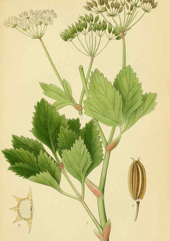 Reproducción/Reproduction 6028854107: Billeder af nordens flora. v.1 København,G.E.C. Gad's forlag,1917-1927