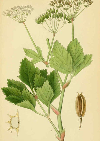 Reproducción/Reproduction 6028854107: Billeder af nordens flora. v.1 København,G.E.C. Gad's forlag,1917-1927