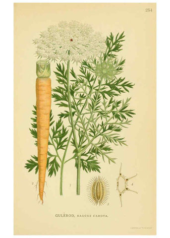 Reproducción/Reproduction 6028854365: Billeder af nordens flora. v.1 København,G.E.C. Gad's forlag,1917-1927