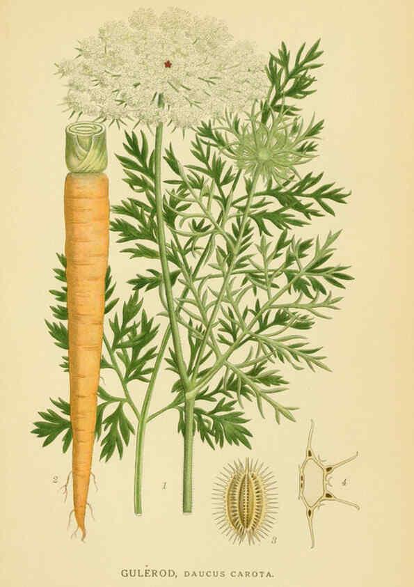 Reproducción/Reproduction 6028854365: Billeder af nordens flora. v.1 København,G.E.C. Gad's forlag,1917-1927