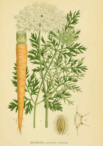 Reproducción/Reproduction 6028854365: Billeder af nordens flora. v.1 København,G.E.C. Gad's forlag,1917-1927