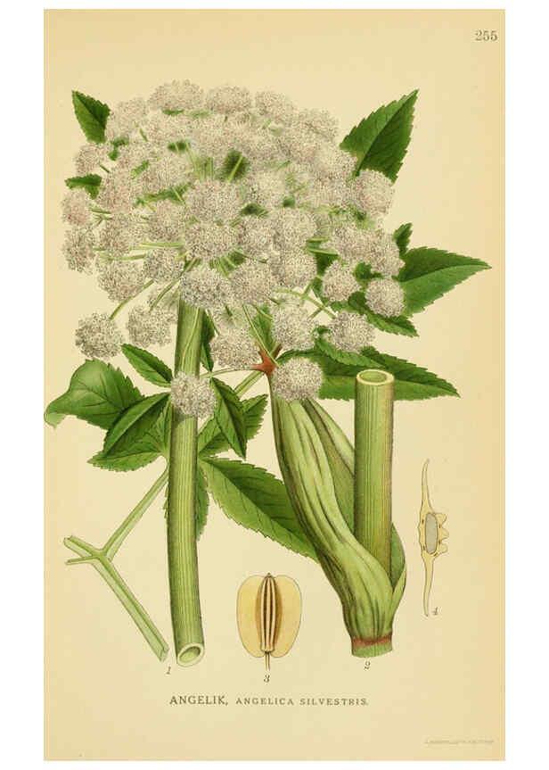 Reproducción/Reproduction 6029407346: Billeder af nordens flora. v.1 København,G.E.C. Gad's forlag,1917-1927