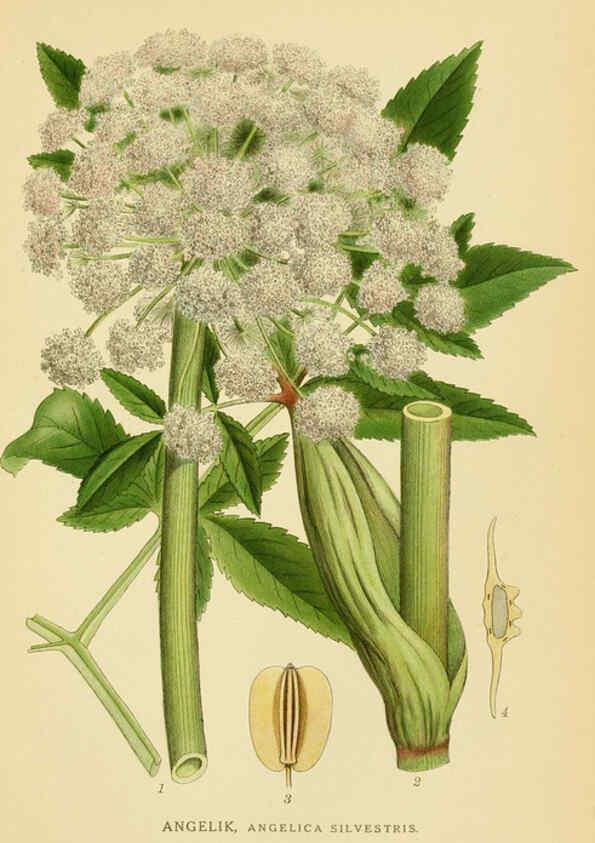 Reproducción/Reproduction 6029407346: Billeder af nordens flora. v.1 København,G.E.C. Gad's forlag,1917-1927