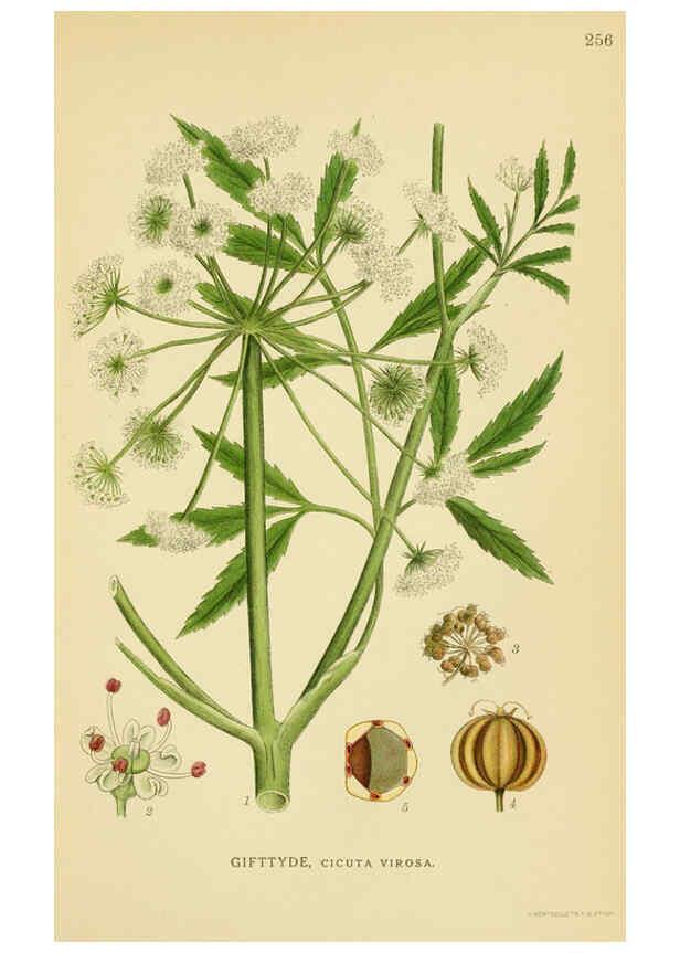 Reproducción/Reproduction 6029407668: Billeder af nordens flora. v.1 København,G.E.C. Gad's forlag,1917-1927
