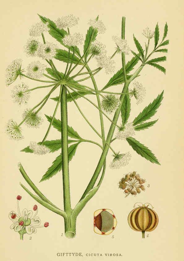 Reproducción/Reproduction 6029407668: Billeder af nordens flora. v.1 København,G.E.C. Gad's forlag,1917-1927