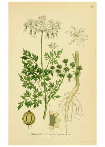 Reproducción/Reproduction 6028855251: Billeder af nordens flora. v.1 København,G.E.C. Gad's forlag,1917-1927