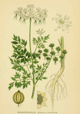 Reproducción/Reproduction 6028855251: Billeder af nordens flora. v.1 København,G.E.C. Gad's forlag,1917-1927