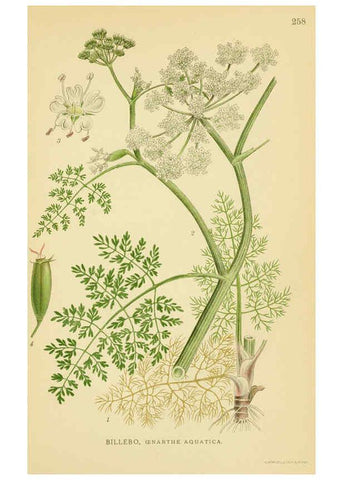Reproducción/Reproduction 6028855651: Billeder af nordens flora. v.1 København,G.E.C. Gad's forlag,1917-1927