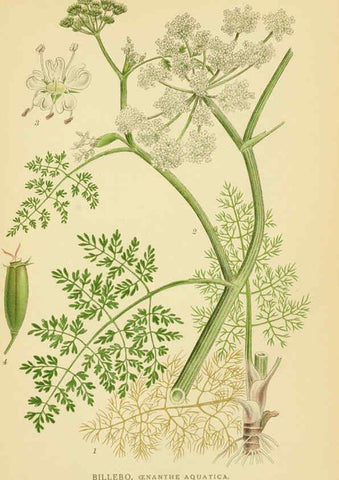 Reproducción/Reproduction 6028855651: Billeder af nordens flora. v.1 København,G.E.C. Gad's forlag,1917-1927