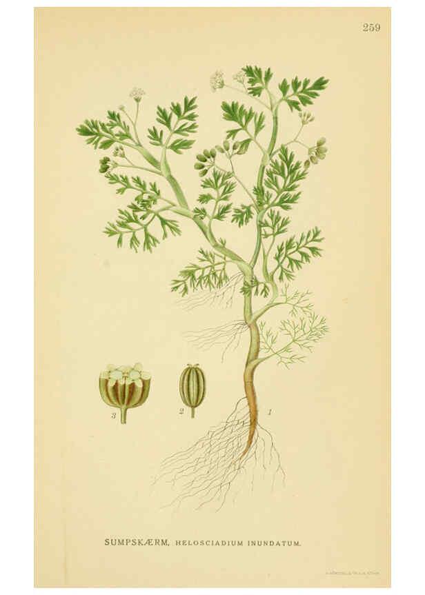 Reproducción/Reproduction 6028855913: Billeder af nordens flora. v.1 København,G.E.C. Gad's forlag,1917-1927