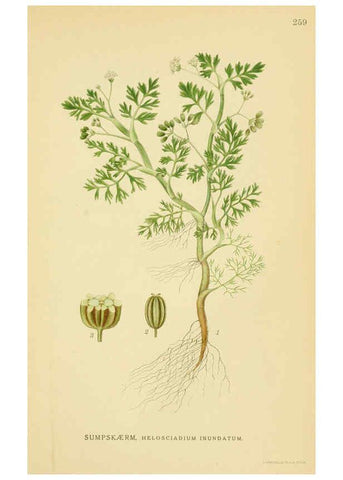 Reproducción/Reproduction 6028855913: Billeder af nordens flora. v.1 København,G.E.C. Gad's forlag,1917-1927