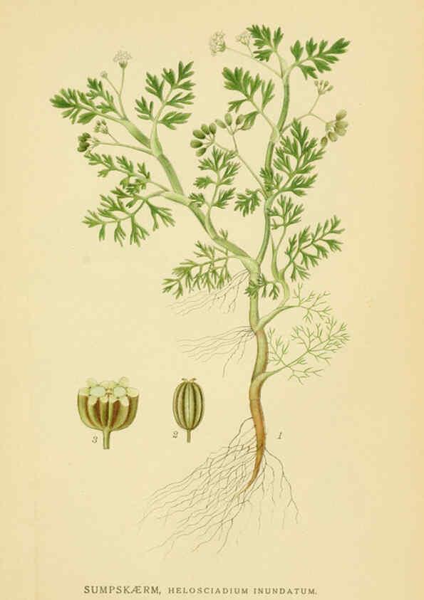 Reproducción/Reproduction 6028855913: Billeder af nordens flora. v.1 København,G.E.C. Gad's forlag,1917-1927