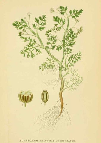 Reproducción/Reproduction 6028855913: Billeder af nordens flora. v.1 København,G.E.C. Gad's forlag,1917-1927