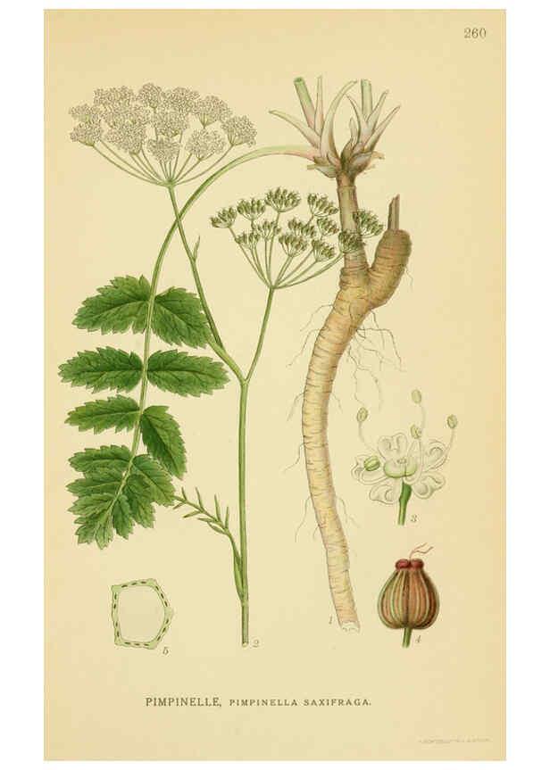 Reproducción/Reproduction 6029408890: Billeder af nordens flora. v.1 København,G.E.C. Gad's forlag,1917-1927