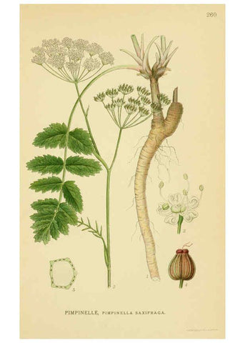 Reproducción/Reproduction 6029408890: Billeder af nordens flora. v.1 København,G.E.C. Gad's forlag,1917-1927