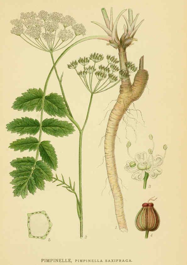 Reproducción/Reproduction 6029408890: Billeder af nordens flora. v.1 København,G.E.C. Gad's forlag,1917-1927