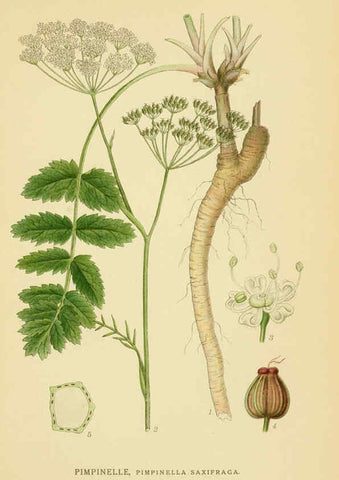 Reproducción/Reproduction 6029408890: Billeder af nordens flora. v.1 København,G.E.C. Gad's forlag,1917-1927