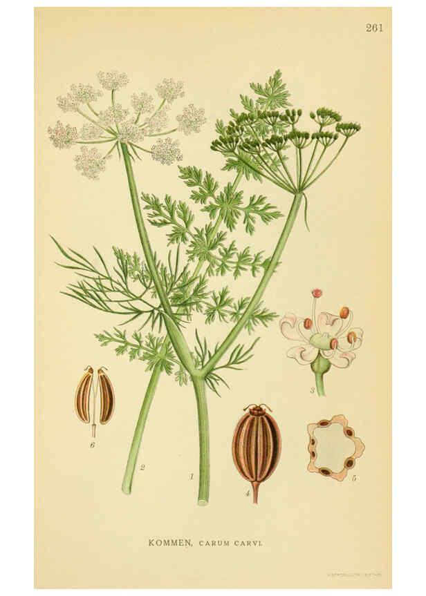 Reproducción/Reproduction 6028856559: Billeder af nordens flora. v.1 København,G.E.C. Gad's forlag,1917-1927