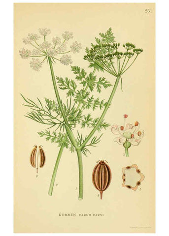 Reproducción/Reproduction 6028856559: Billeder af nordens flora. v.1 København,G.E.C. Gad's forlag,1917-1927