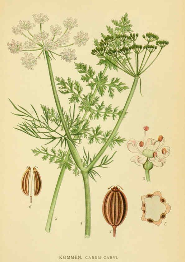 Reproducción/Reproduction 6028856559: Billeder af nordens flora. v.1 København,G.E.C. Gad's forlag,1917-1927
