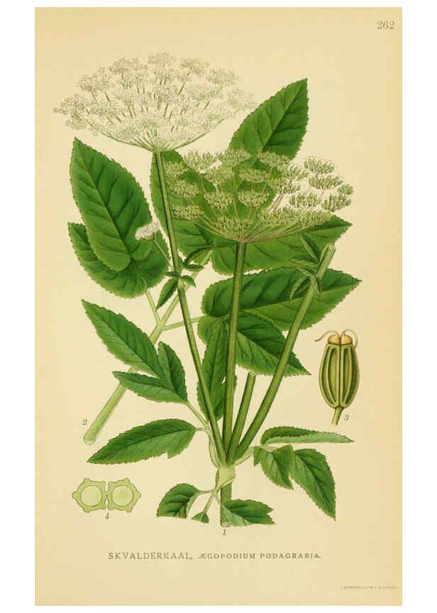 Reproducción/Reproduction 6029409618: Billeder af nordens flora. v.1 København,G.E.C. Gad's forlag,1917-1927
