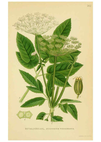 Reproducción/Reproduction 6029409618: Billeder af nordens flora. v.1 København,G.E.C. Gad's forlag,1917-1927