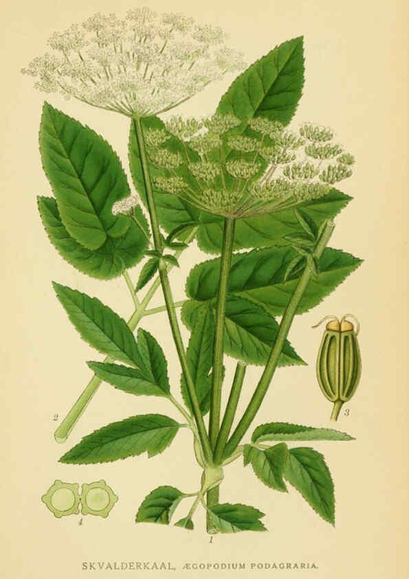 Reproducción/Reproduction 6029409618: Billeder af nordens flora. v.1 København,G.E.C. Gad's forlag,1917-1927