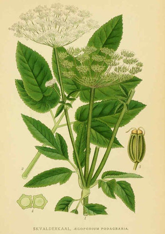 Reproducción/Reproduction 6029409618: Billeder af nordens flora. v.1 København,G.E.C. Gad's forlag,1917-1927