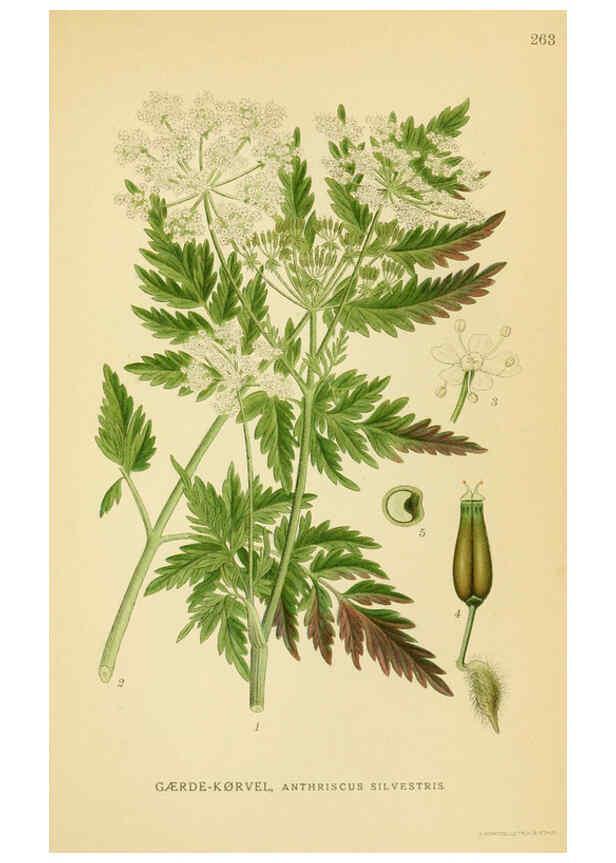 Reproducción/Reproduction 6028857159: Billeder af nordens flora. v.1 København,G.E.C. Gad's forlag,1917-1927