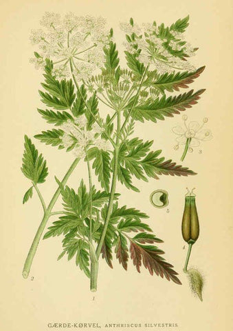 Reproducción/Reproduction 6028857159: Billeder af nordens flora. v.1 København,G.E.C. Gad's forlag,1917-1927