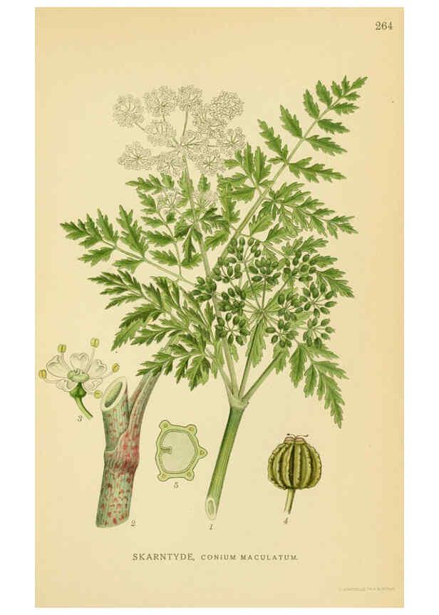 Reproducción/Reproduction 6029410216: Billeder af nordens flora. v.1 København,G.E.C. Gad's forlag,1917-1927