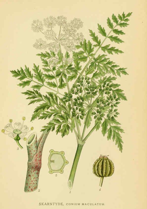 Reproducción/Reproduction 6029410216: Billeder af nordens flora. v.1 København,G.E.C. Gad's forlag,1917-1927