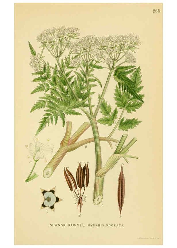 Reproducción/Reproduction 6028858193: Billeder af nordens flora. v.1 København,G.E.C. Gad's forlag,1917-1927