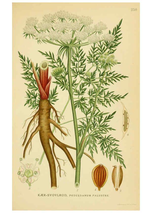 Reproducción/Reproduction 6028852959: Billeder af nordens flora. v.1 København,G.E.C. Gad's forlag,1917-1927