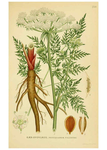 Reproducción/Reproduction 6028852959: Billeder af nordens flora. v.1 København,G.E.C. Gad's forlag,1917-1927