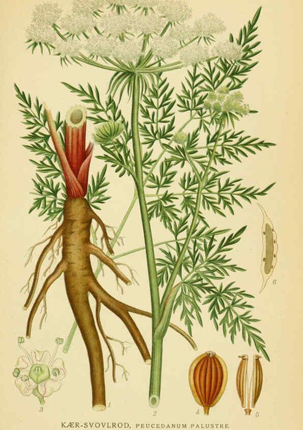 Reproducción/Reproduction 6028852959: Billeder af nordens flora. v.1 København,G.E.C. Gad's forlag,1917-1927
