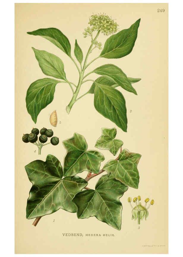 Reproducción/Reproduction 6028852579: Billeder af nordens flora. v.1 København,G.E.C. Gad's forlag,1917-1927