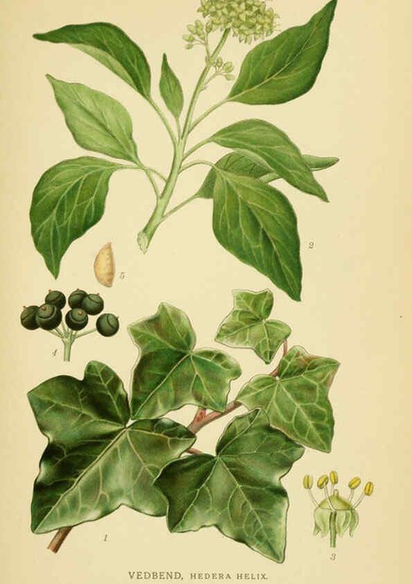 Reproducción/Reproduction 6028852579: Billeder af nordens flora. v.1 København,G.E.C. Gad's forlag,1917-1927