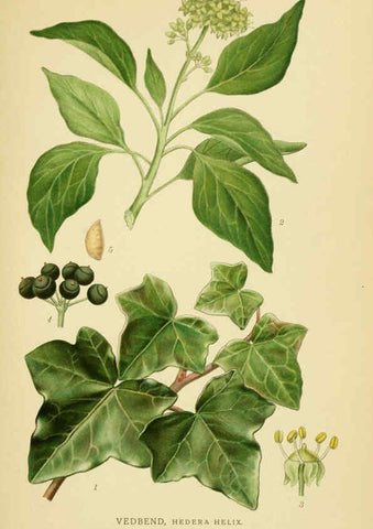 Reproducción/Reproduction 6028852579: Billeder af nordens flora. v.1 København,G.E.C. Gad's forlag,1917-1927