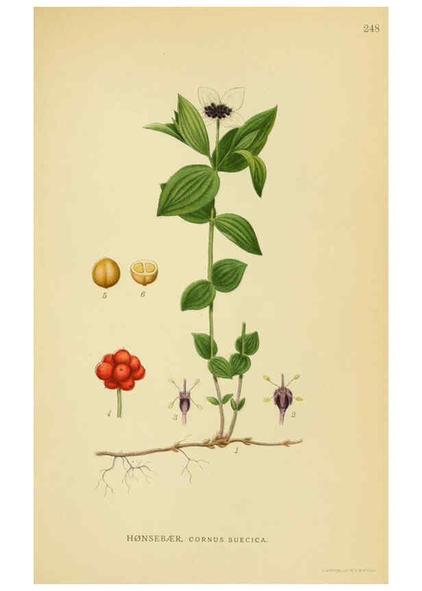 Reproducción/Reproduction 6029404768: Billeder af nordens flora. v.1 København,G.E.C. Gad's forlag,1917-1927