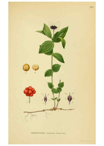 Reproducción/Reproduction 6029404768: Billeder af nordens flora. v.1 København,G.E.C. Gad's forlag,1917-1927