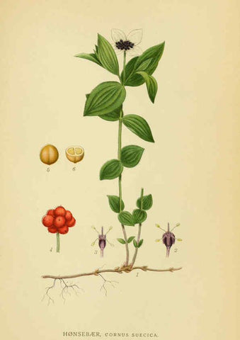 Reproducción/Reproduction 6029404768: Billeder af nordens flora. v.1 København,G.E.C. Gad's forlag,1917-1927
