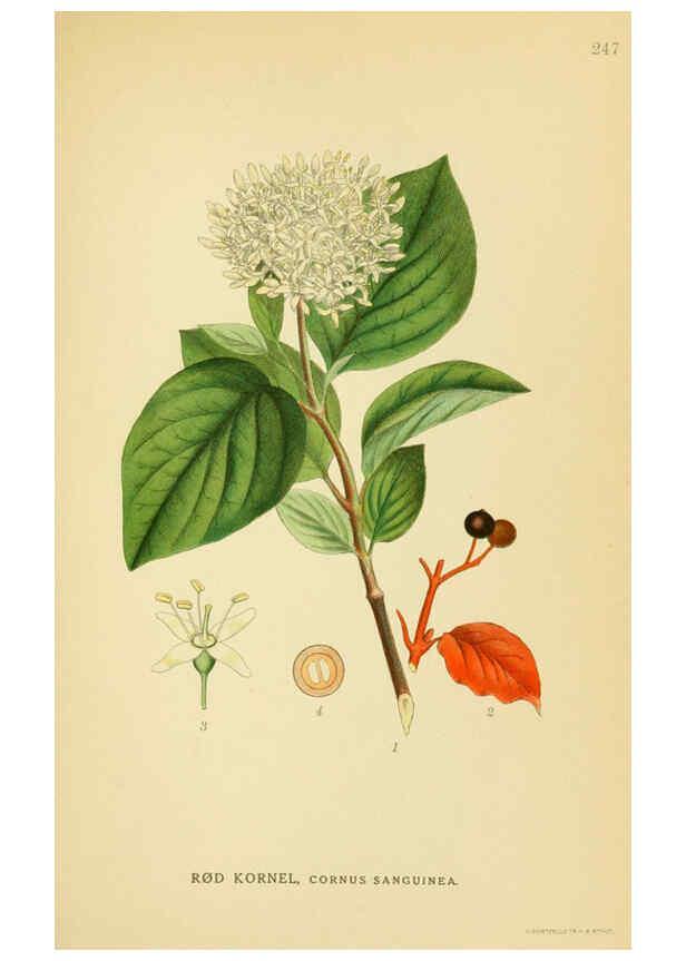 Reproducción/Reproduction 6029404520: Billeder af nordens flora. v.1 København,G.E.C. Gad's forlag,1917-1927